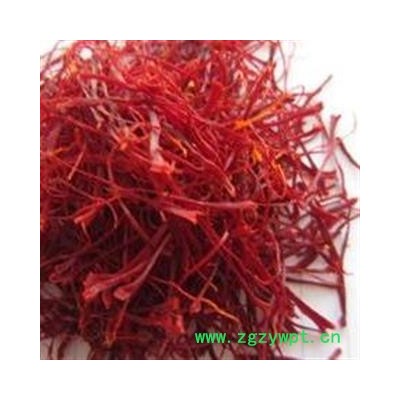 圣草康园西红花 藏红花 番红花