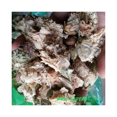 圣草康园中药材木槿花 白木槿花