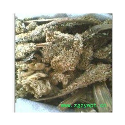 鸡冠花 白鸡冠花  鸡冠花 产地 山西省