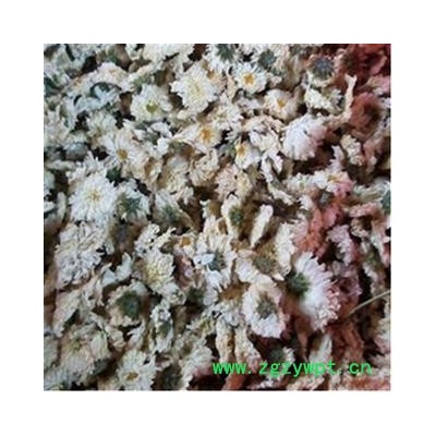 菊花 七月菊 产地 安徽省