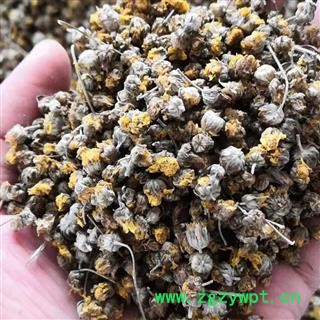 野菊花 过筛过风机颗粒货 产地 河南省平顶山市汝州市