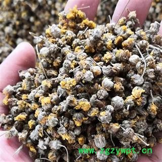 野菊花 颗粒 产地 河南省平顶山市汝州市