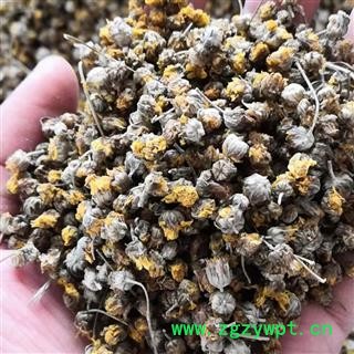 野菊花精选颗粒 产地 河南省平顶山市汝州市