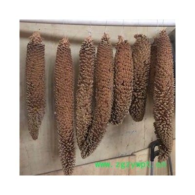 铁树花 雄花  选 2020 产地 四川省德阳市