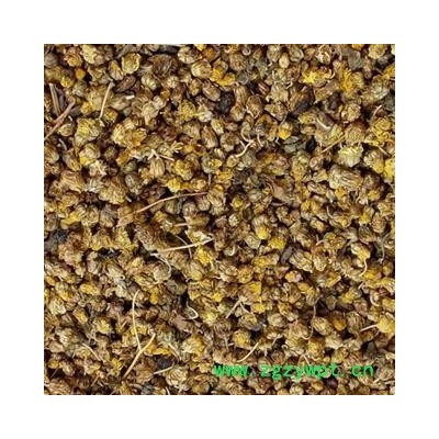 野菊花 野菊花统货 产地 河北省