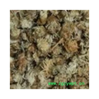 菊花 好菊花正品菊花 产地 河北省