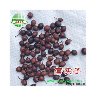 蔷薇花 营实子 统货 产地 山东省 买好药找娟子
