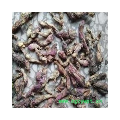 款冬花 精品好统货 今年新货颜色好 欲购从速 产地 甘肃省