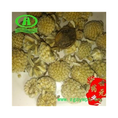 世元药业 绿萝花 正品 优质 结香 黄金葛 藤芋 石柑子 马蹄金 清三高花