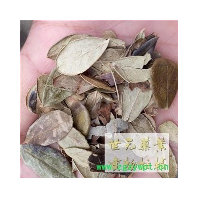 世元药业 月季叶 月季花叶 药店诊所专供各类中药材 质量上乘 品质纯真