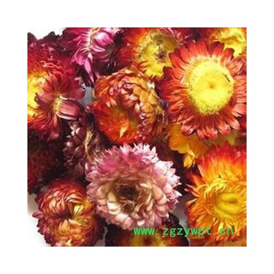 世元药业 七彩菊 七彩菊花 正品 新货