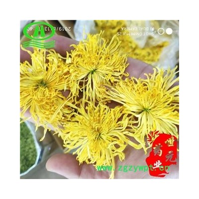 世元药业 金丝皇菊 金丝黄菊 产地直销 一朵一袋 品质好