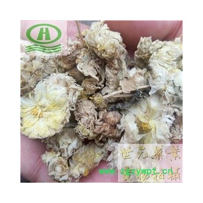 世元药业 菊花 正品 别称-寿客 金英 黄华 秋菊 隐逸花 白菊花