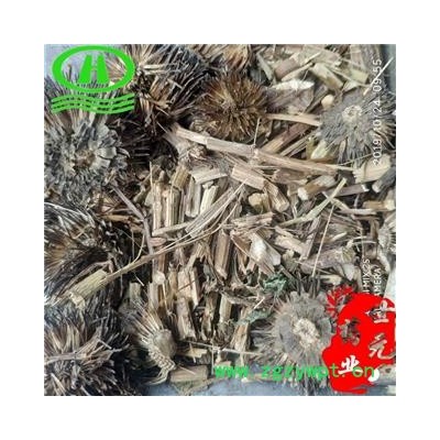 世元药业 紫锥菊 正品 紫锥花 紫松果菊