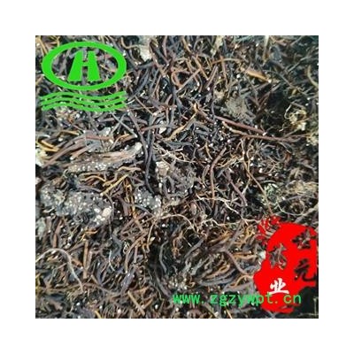 世元药业 福寿草 正品 献岁菊 雪莲 长春菊 岁菊 冰里花 顶冰花 冰凉花 雪莲花 冰郎花