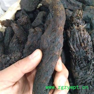 肉苁蓉 统 产地 新疆维吾尔自治区