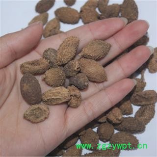 诺源药材行砂仁 进口壳砂