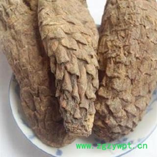 肉苁蓉 硬大芸个子 纯干货 不会发霉 产地 新疆维吾尔自治区