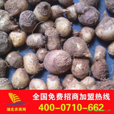 常年大批量纯中药材种子——旱半夏种子(实拍图)