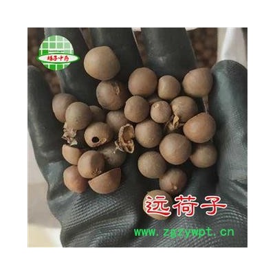 远荷子 统货 产地 海外 买好药材找