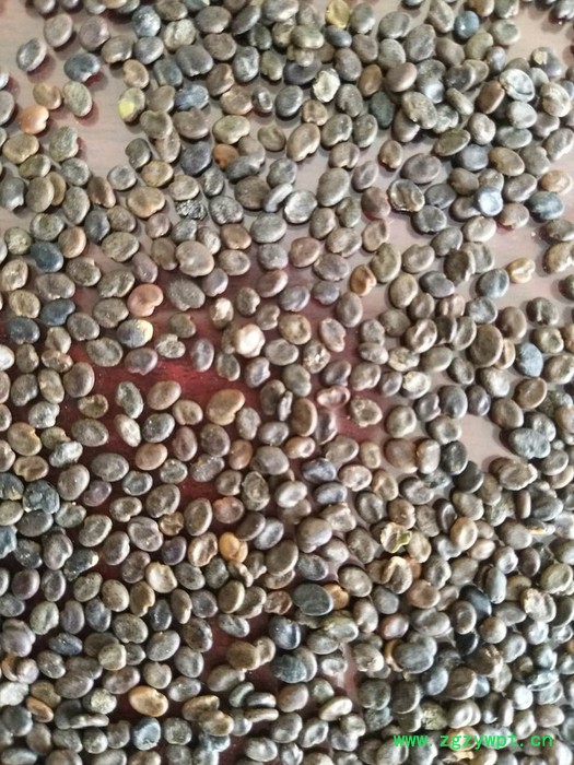 【聚鑫源】 黄芪种籽 黄芪种子 黄芪籽 棉芪 黄芪药材种子    内蒙药材种子 中药材种子全国供应 【聚鑫源】 黄芪种籽 黄芪种子 黄芪籽 棉芪 黄芪药材种子    内蒙药材种子 中药材种子全国供应