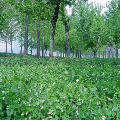 免费供应中药材种子种苗，免费种植，合伙人年利百万