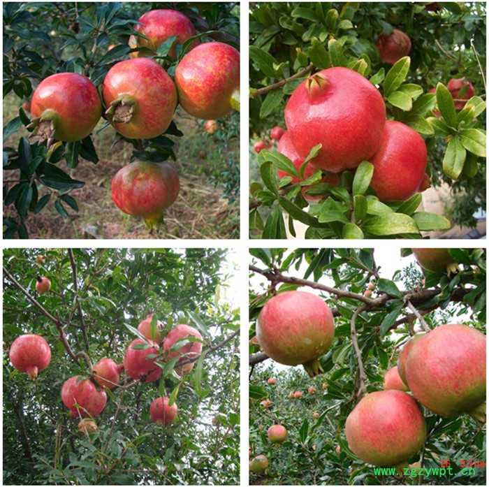 招果树、名贵中药材种植合伙人