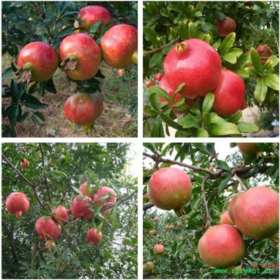 招果树、名贵中药材种植合伙人