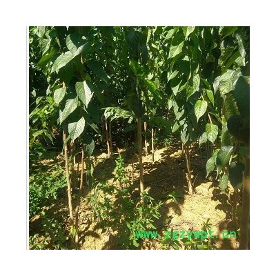 创业中药材 杜仲苗