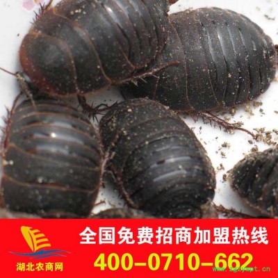 批发中药材 中药饮片 土元 中药材土元 土鳖虫