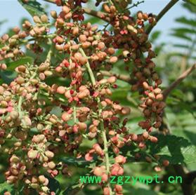 创业中药材 五倍子