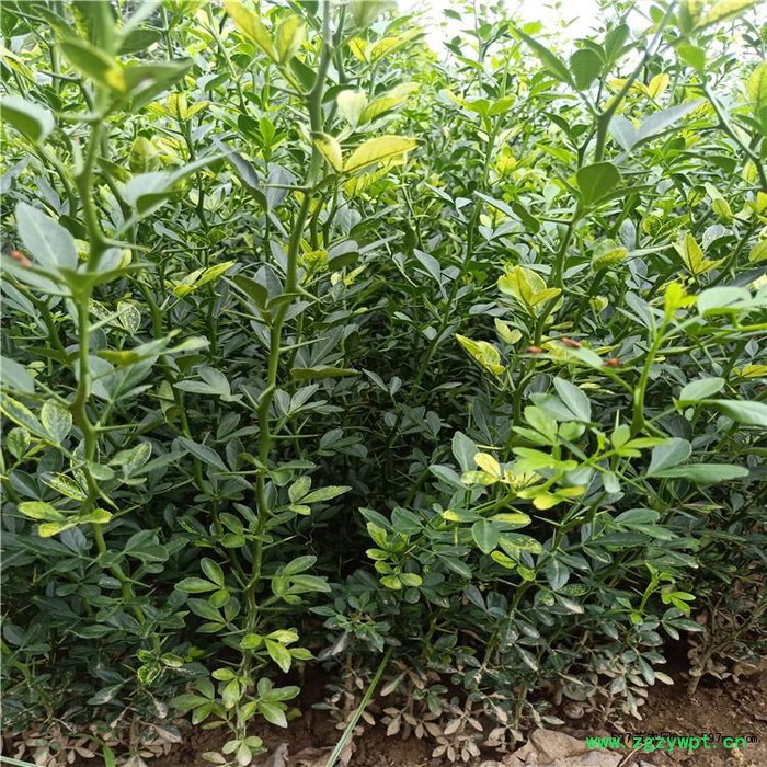 创业中药材 枳壳苗