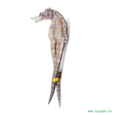 海马干货海马干泡酒中药材规格齐全支持药检大货泡酒料滋补