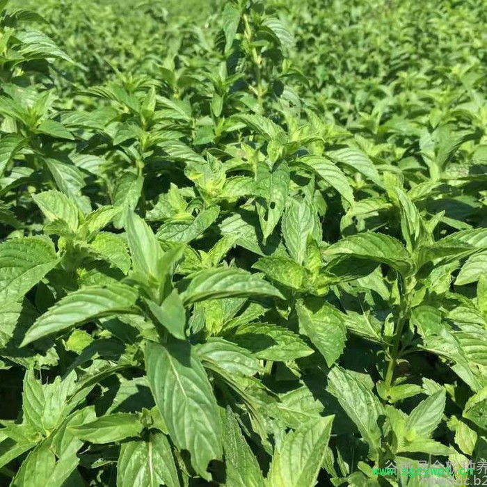 金航三叶 艾草种植 艾草厂家 艾草 中药材加盟 种植招商