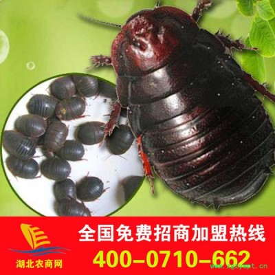 大量供应中药材 中药饮片 土元 土鳖虫 提供土元养殖技术视频