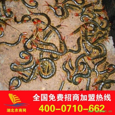 大量供应蜈蚣 中药材蜈蚣 蜈蚣种苗