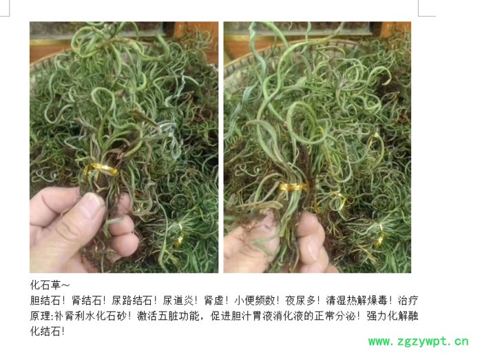 化石草500g猫须草500g非 云南肾茶版纳化石草化石溶石茶广西中药材降排化石茶新鲜广金钱草降酸茶尿酸高中药