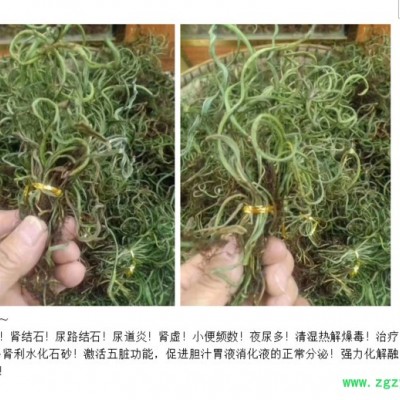 化石草500g猫须草500g非 云南肾茶版纳化石草化石溶石茶广西中药材降排化石茶新鲜广金钱草降酸茶尿酸高中药