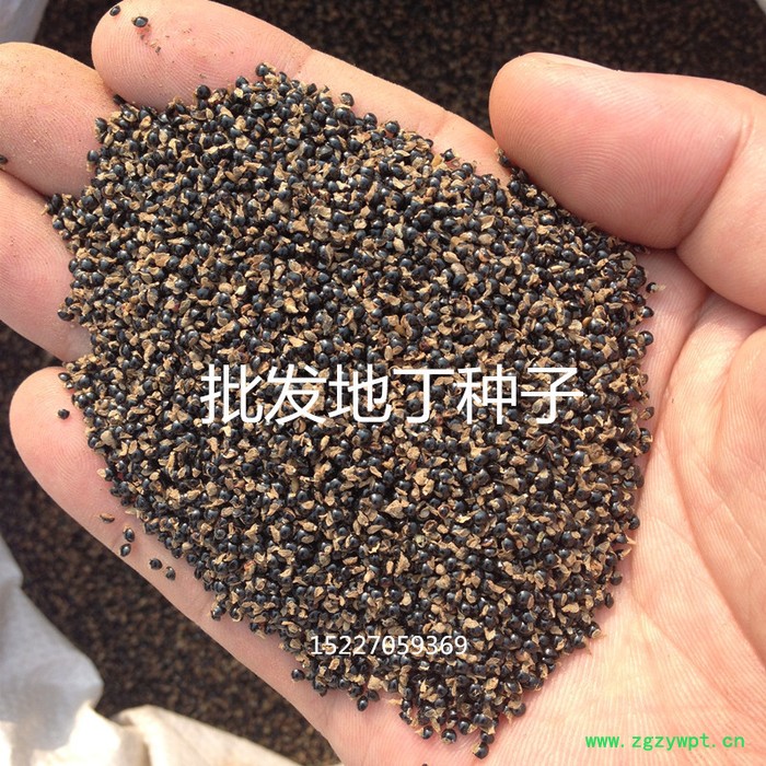 【龙飞种业】中药材种子/地丁种子/地丁草/地丁种子批发/地丁种子种植时间/地丁种子价格/地丁种子批发 【龙飞种业】中药材种子/地丁种子/地丁草/地丁种子批发/地丁种子种植时间/地丁种子价格/地丁种子批发