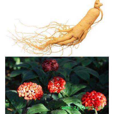 碧邦叶面肥中药专用农林牧渔项目合作