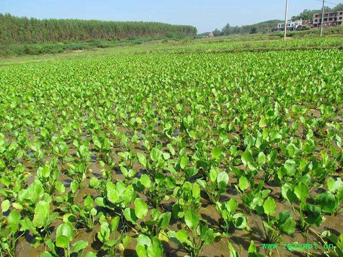 中药材种植建泽泻种植批发价格