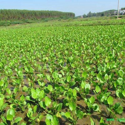 中药材种植建泽泻种植批发价格