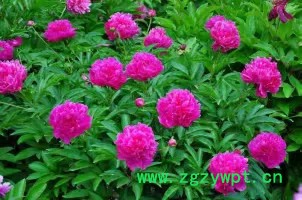 创纪农业中药材种植白芍种苗批发价格