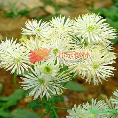 供应北京禄林唐松草种子 现货库存 中药材种子 纯正东北**植物资源