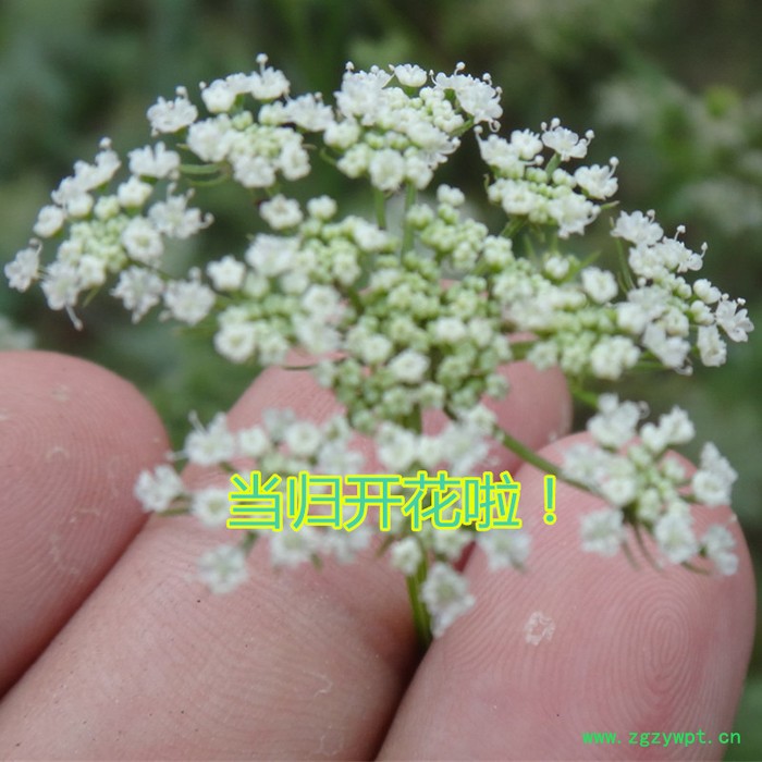 【龙飞种业】中药材种子/当归种子/当归籽/当归种子价格/当归种子销售/当归种子哪儿买/安国市龙飞种子经营部 【龙飞种业】中药材种子/当归种子/当归籽/当归种子价格/当归种子销售/当归种子哪儿买/安国市龙飞种子经营部