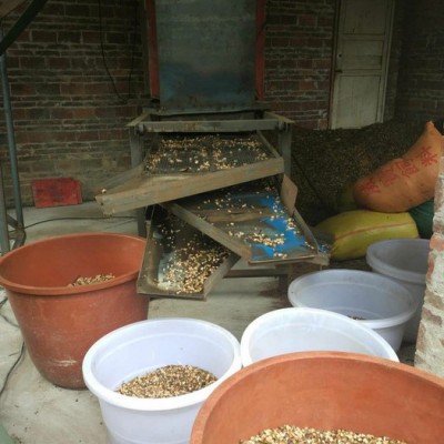 广西容县**中药 桂枝香料原生态保质保量 中药原料