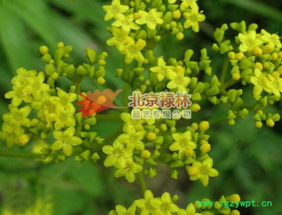 供应北京禄林败酱败酱种子  中药材种子 花卉种子