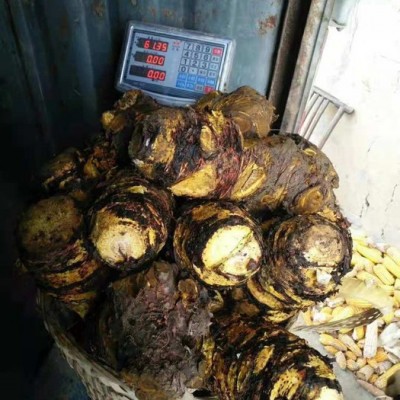 供应大黄种苗中药材大黄马蹄大黄种苗块茎