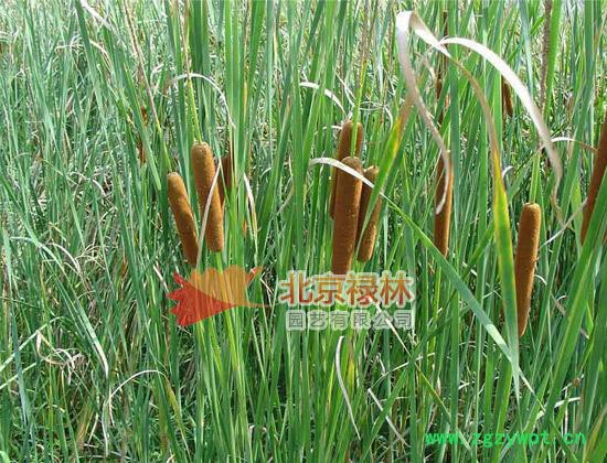 供应北京禄林蒲黄蒲黄种子 蒲棒粉 中药材种子
