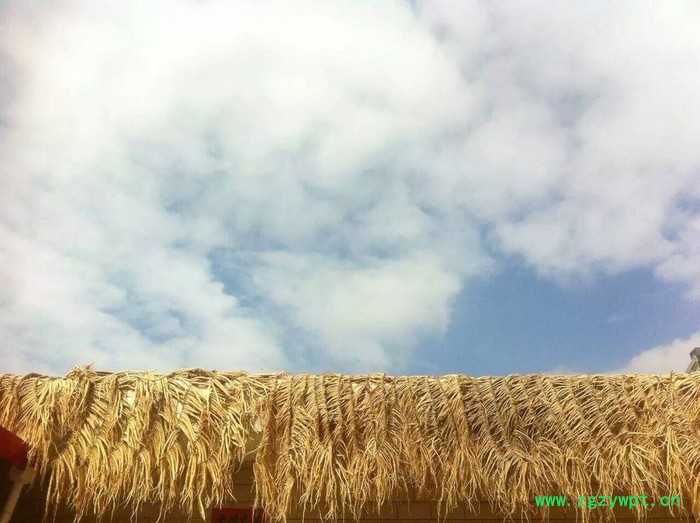 特级无硫特大党参 中药批发 甘肃地产药材 无硫全干新货 药食同源